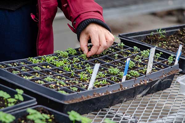 Seedling Tray